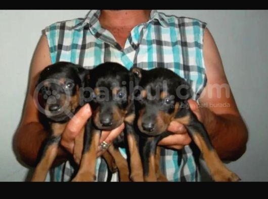 Hari̇ka Kali̇tede Doberman Yavrulari