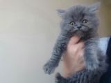 Longhair Bebekler