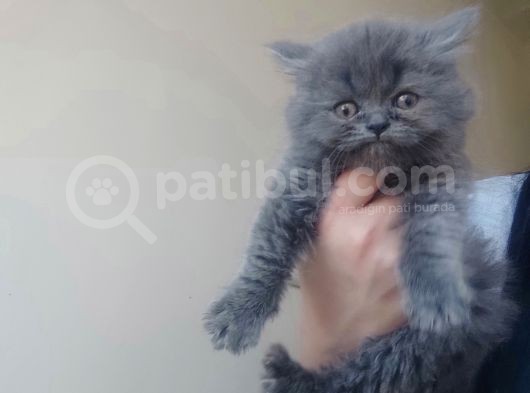 Longhair Bebekler görsel