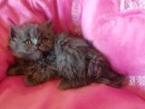 Longhair Bebekler