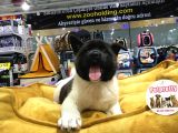 Vonalp Pet Garanti̇li̇ Aki̇ta Inuyavrularimiz