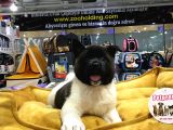 VONALP PET GARANTİLİ AKİTA INUYAVRULARIMIZ