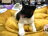 Vonalp Pet Garanti̇li̇ Aki̇ta Inuyavrularimiz