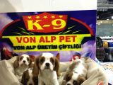 Vonalp Pet Garanti̇li̇ Cavali̇er Ki̇ng Charles Yavrularimiz