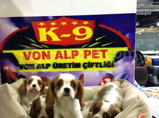 Vonalp Pet Garanti̇li̇ Cavali̇er Ki̇ng Charles Yavrularimiz görsel