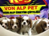 VONALP PET GARANTİLİ CAVALİER KİNG CHARLES YAVRULARIMIZ