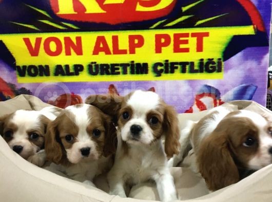 Vonalp Pet Garanti̇li̇ Cavali̇er Ki̇ng Charles Yavrularimiz