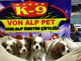 Vonalp Pet Garanti̇li̇ Cavali̇er Ki̇ng Charles Yavrularimiz