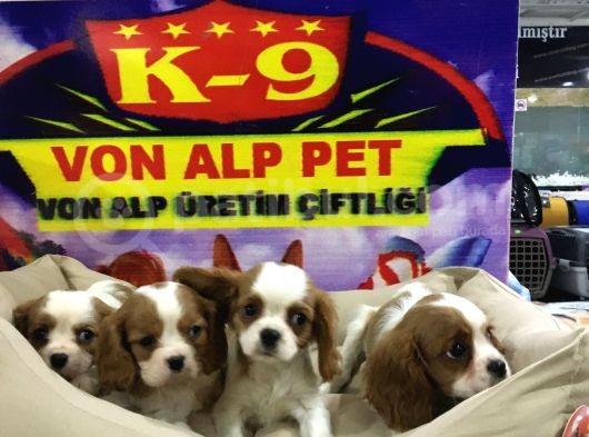 Vonalp Pet Garanti̇li̇ Cavali̇er Ki̇ng Charles Yavrularimiz görsel