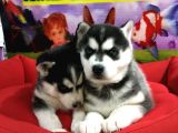 VONALP PET GARANTİLİ SİBİRYA KURDU (HUSKY) YAVRULARIMIZ