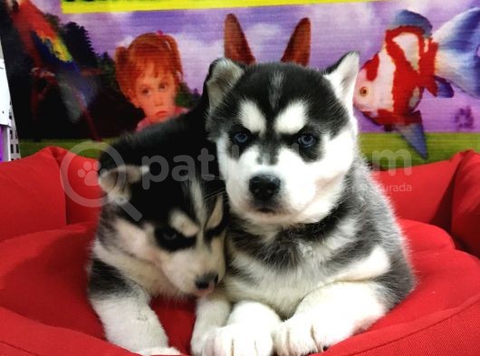 Vonalp Pet Garanti̇li̇ Si̇bi̇rya Kurdu (Husky) Yavrularimiz