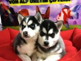 Vonalp Pet Garanti̇li̇ Si̇bi̇rya Kurdu (Husky) Yavrularimiz