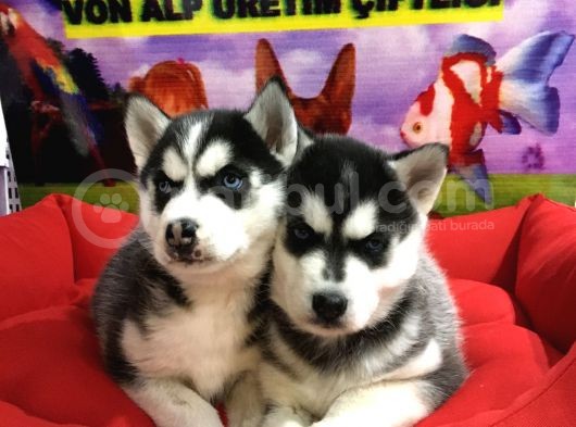 Vonalp Pet Garanti̇li̇ Si̇bi̇rya Kurdu (Husky) Yavrularimiz görsel