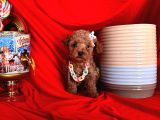 Safkan Toy Poodle Yavrularımız