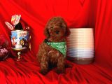 Safkan Toy Poodle Yavrularımız