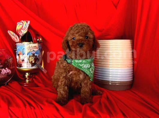 Safkan Toy Poodle Yavrularımız görsel