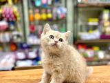 Mükemmel British Shorthair Bebeğimiz