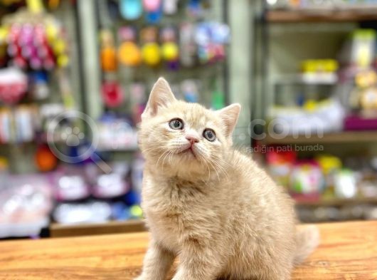 Mükemmel British Shorthair Bebeğimiz görsel