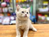 Mükemmel British Shorthair Bebeğimiz