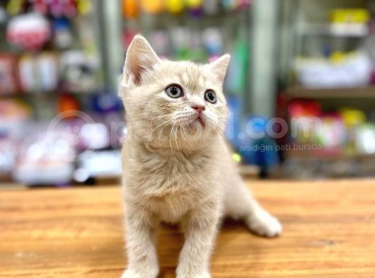 Mükemmel British Shorthair Bebeğimiz görsel