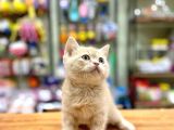 Mükemmel British Shorthair Bebeğimiz