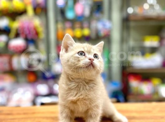 Mükemmel British Shorthair Bebeğimiz görsel