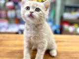 Mükemmel British Shorthair Bebeğimiz