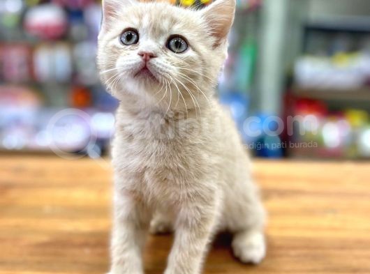 Mükemmel British Shorthair Bebeğimiz