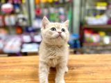 Mükemmel British Shorthair Bebeğimiz