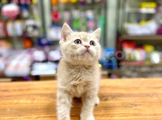 Mükemmel British Shorthair Bebeğimiz görsel