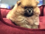 VONALP PET GARANTİLİ POMERANİAN BOO YAVRULARIMIZ