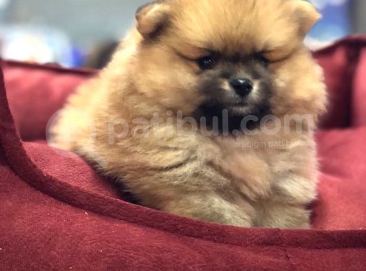 Vonalp Pet Garanti̇li̇ Pomerani̇an Boo Yavrularimiz