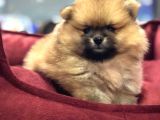 Vonalp Pet Garanti̇li̇ Pomerani̇an Boo Yavrularimiz