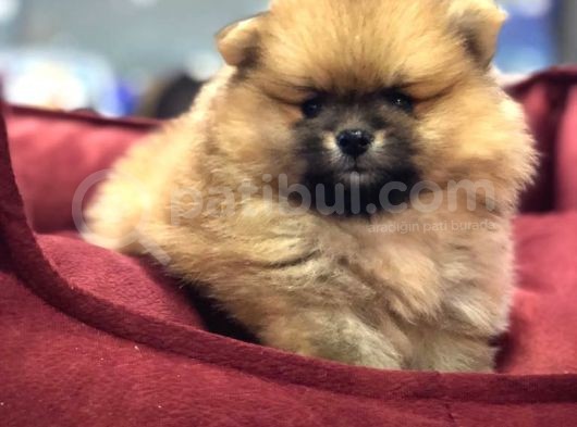 Vonalp Pet Garanti̇li̇ Pomerani̇an Boo Yavrularimiz görsel