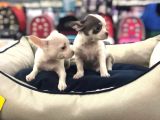 VONALP PET GARANTİLİ CHİHUAHUA YAVRULARIMIZ
