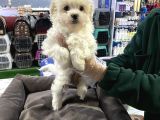 VONALP PET GARANTİLİ MALTİPOO YAVRULARIMIZ