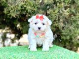 Mini Maltese Sevimli Bebekler