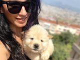 Chowchow yavrularım sağlık ve ırk garantili