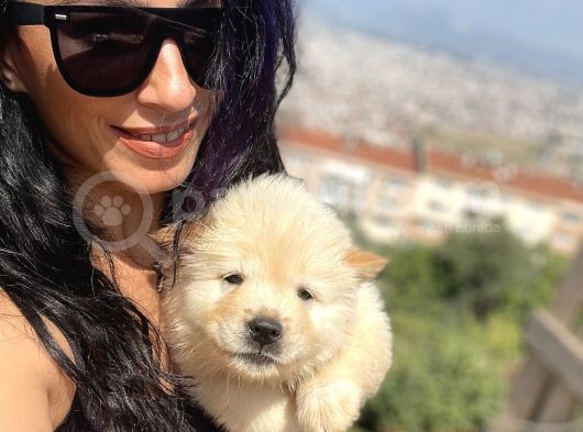 Chowchow Yavrularım Sağlık Ve Irk Garantili