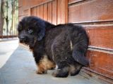 Orjinal Tibet Mastiff Erkek Yavrular