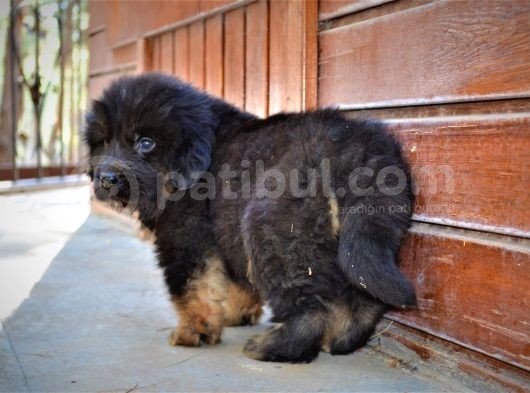 Orjinal Tibet Mastiff Erkek Yavrular görsel