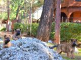 Şov Kaite Belçika Kurdu Yavrusu (Dişi)
