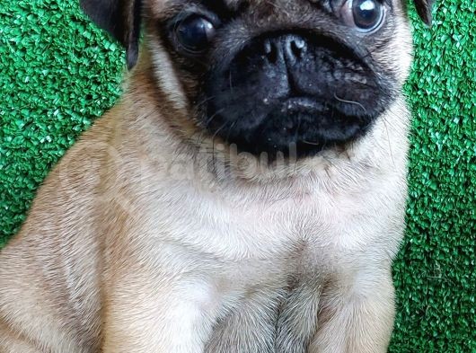 Muhteşem Güzellikte Basık Burun Gül Kuyruk Pug Yavrular görsel