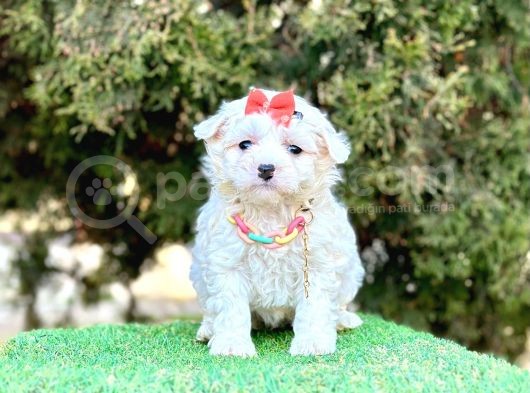 Mini Maltese Sevimli Bebekler görsel