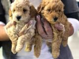 VONALPET GARANTİSİYLE MÜKEMMEL KALİTEDE POODLE YAVRULARIMIZ