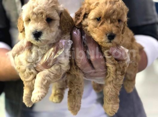 Vonalpet Garanti̇si̇yle Mükemmel Kali̇tede Poodle Yavrularimiz