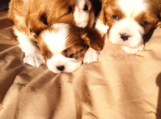 Cavalier Yavrularım Sağlık Ve Irk Garantilidir görsel