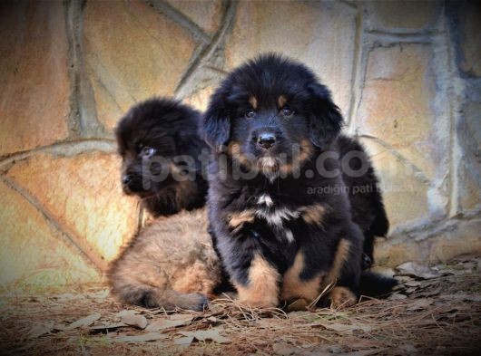Orjinal Tibet Mastiff Erkek Yavrular görsel