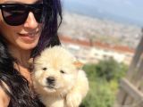 Chowchow Yavrularım Sağlık Ve Irk Garantili