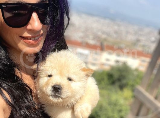 Chowchow Yavrularım Sağlık Ve Irk Garantili görsel